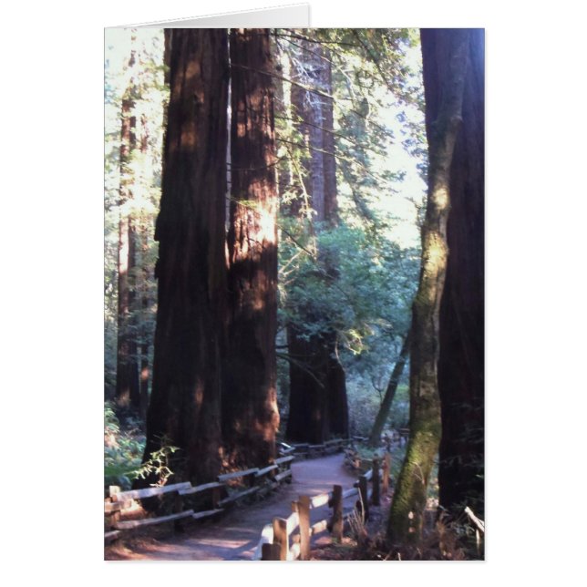 Muir Woods (Devant)