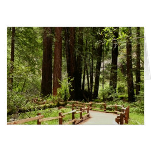 Muir Woods Chemin I Nature Photographie
