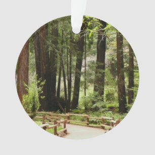 Muir Woods Chemin I Nature Photographie