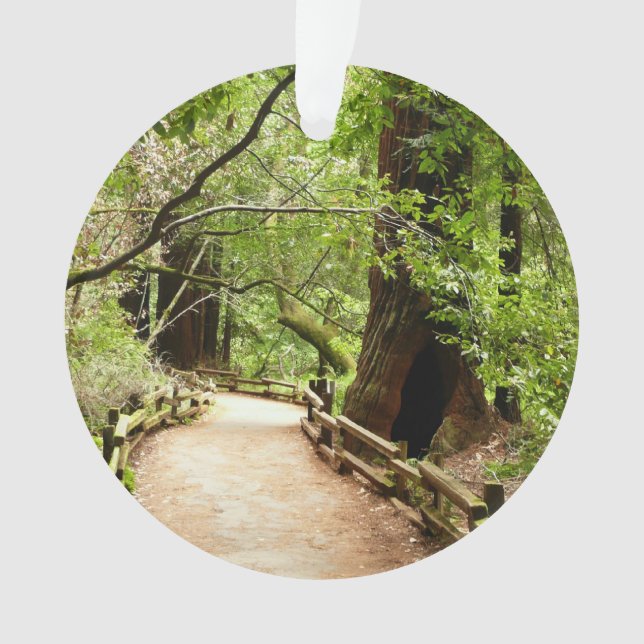 Muir Woods Path II Nature Photography (devant)