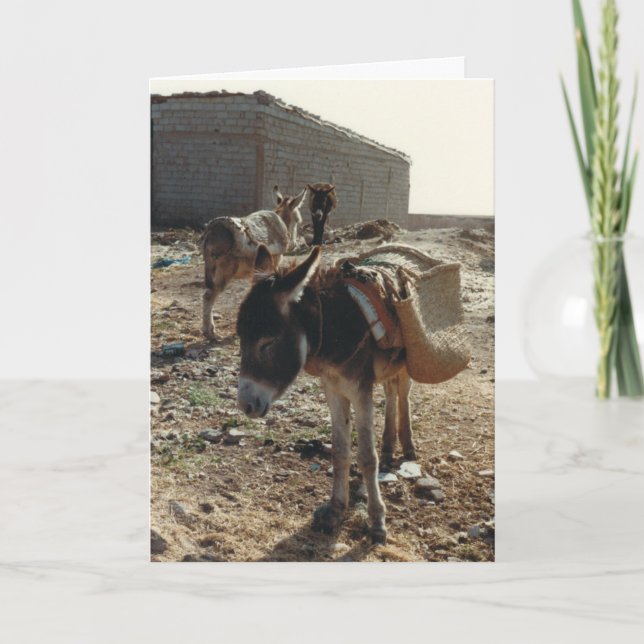 Mule au repos au Maroc Carte d'anniversaire (Devant)
