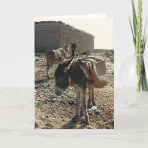 Mule au repos au Maroc Carte d'anniversaire