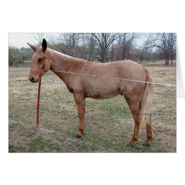 Mule magnifique ! customisez-la ! (Devant horizontal)