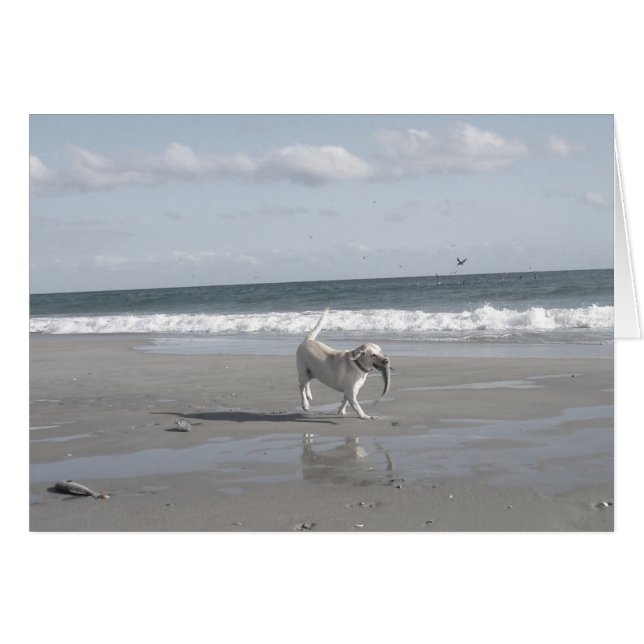 Mullet Pup III (Devant Horizontal)