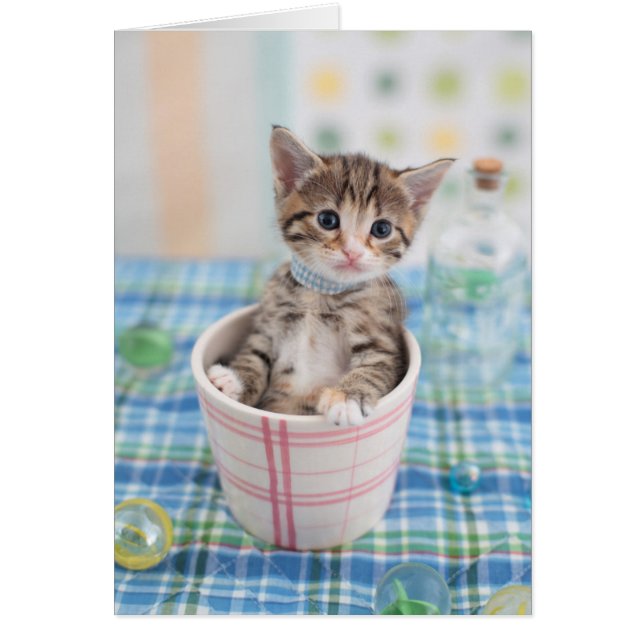 Munchkin Kitten Avec Joli Ruban (Devant)