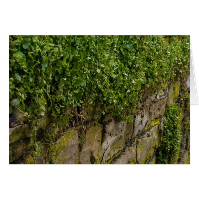 Mur D'Ivy (Devant Horizontal)