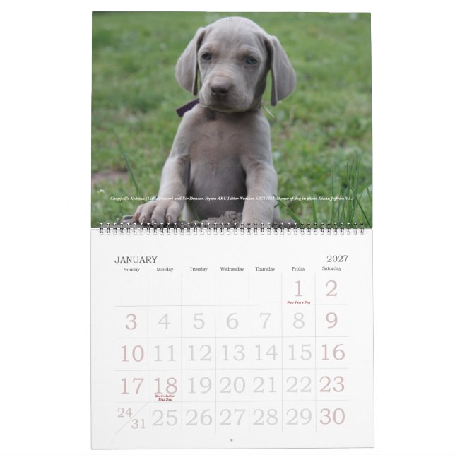 Mural Calendrier 1 de Weimaraner (Jan 2027)