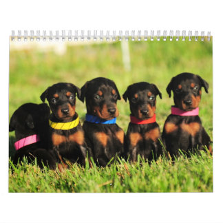 Mural Calendrier 2013 de chiot de dobermann