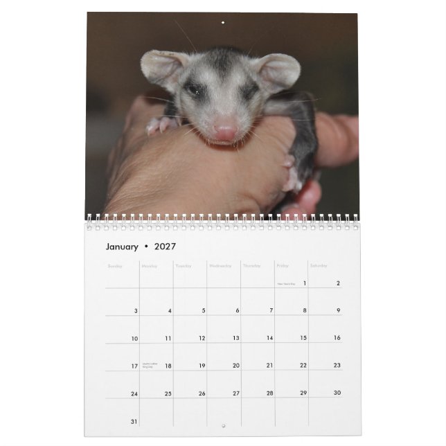 Mural Calendrier 2014 - Babies Possum (Jan 2027)