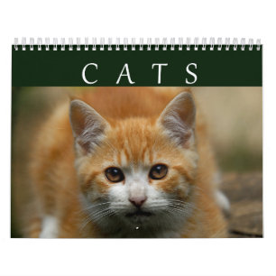 Mural Calendrier 2016 de chat