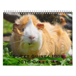 Mural Calendrier 2016 des Cochons de Guinée doux