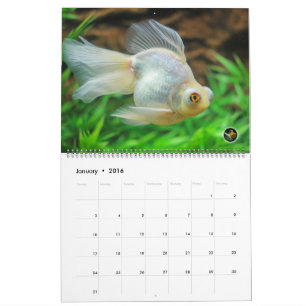 Mural Calendrier 2016 surdimensionné de poisson rouge