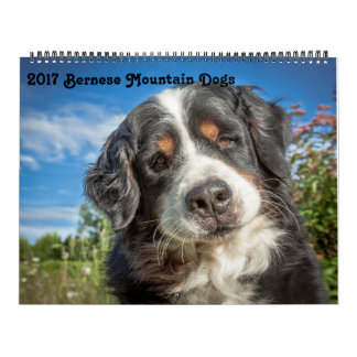 Mural Calendrier 2017 de chiens de montagne de Bernese
