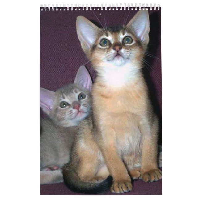 Mural Calendrier abyssinien de chatons et de chats (Protection)