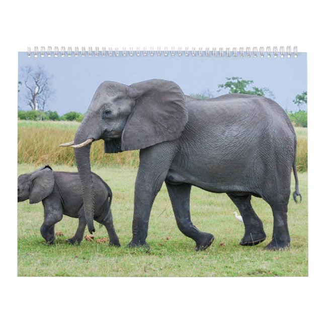 Mural Calendrier africain de safari (Protection)