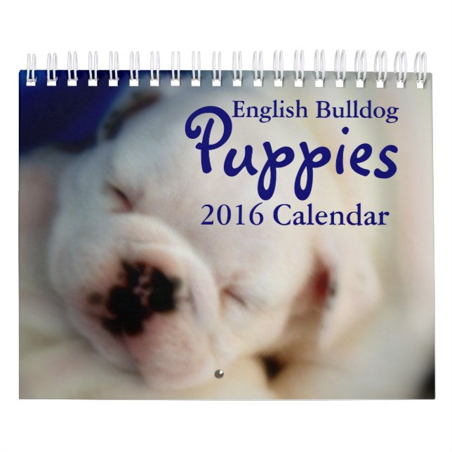 Mural Calendrier anglais des chiots 2016 de bouledogue (Protection)