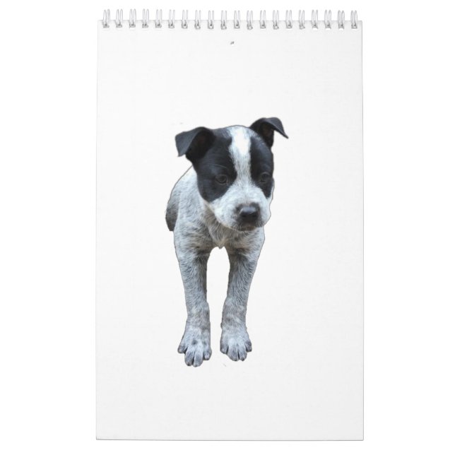 Mural Calendrier australien de chien de bétail (Dos)