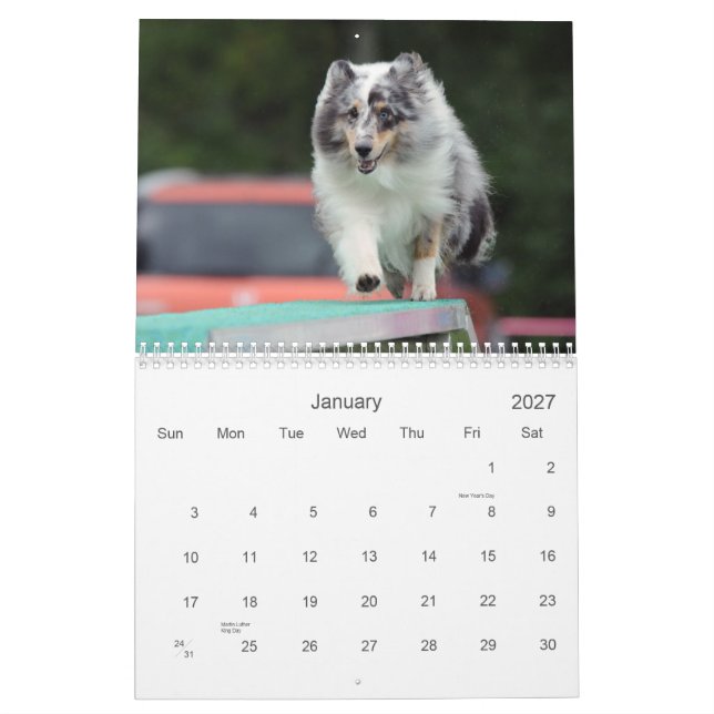 Mural Calendrier d'agilité Shetland Sheepdog (Jan 2027)