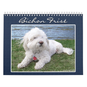 Mural Calendrier de Bichon Frisé