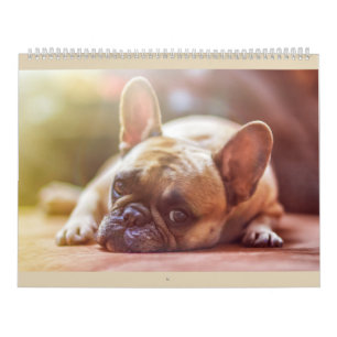 Mural Calendrier de bouledogue français
