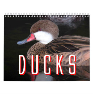 Mural Calendrier de canards