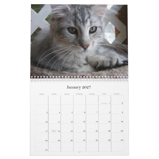 Mural Calendrier de chaton de ragondin du Maine (Jan 2027)
