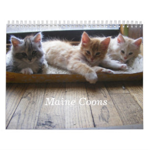 Mural Calendrier de chaton de ragondin du Maine