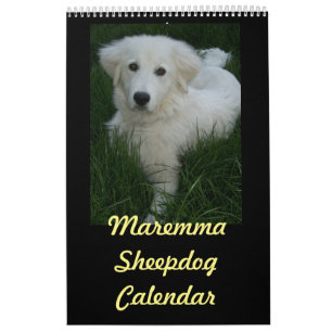 Mural Calendrier de chien de berger de Maremma