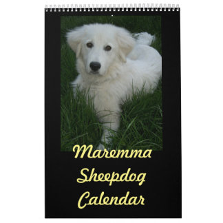 Mural Calendrier de chien de berger de Maremma