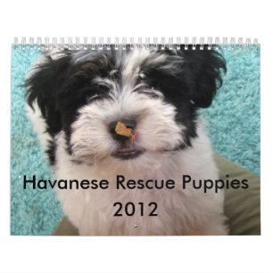 Mural Calendrier de chiot de délivrance de Havanese