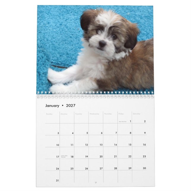 Mural Calendrier de chiot de délivrance de Havanese (Jan 2027)