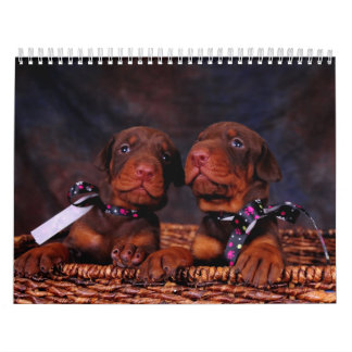 Mural Calendrier de chiot de dobermann