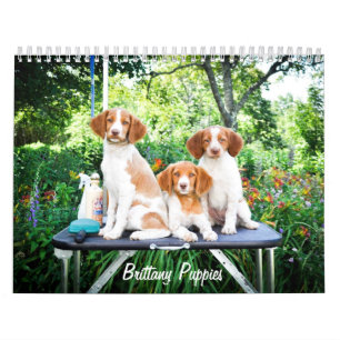 Mural Calendrier de chiots de la Bretagne