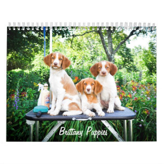 Mural Calendrier de chiots de la Bretagne
