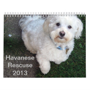 Mural Calendrier de délivrance de Havanese
