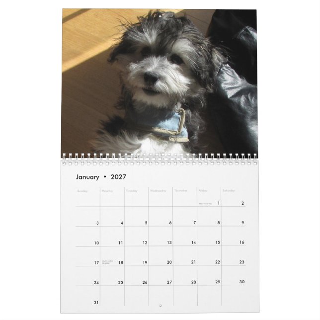 Mural Calendrier de délivrance de Havanese (Jan 2027)