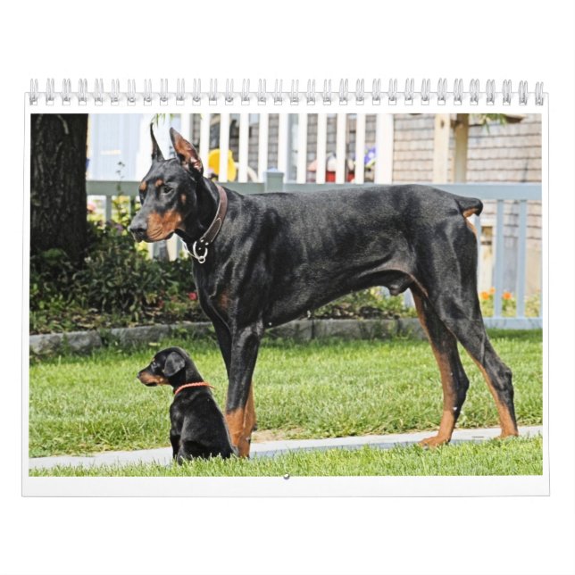 Mural Calendrier de dobermann (Protection)