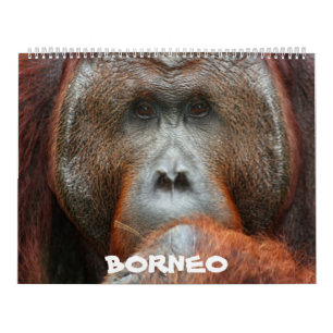 Mural Calendrier de forêt tropicale du Bornéo