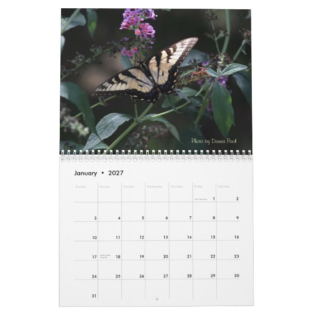 Mural Calendrier de papillons de machaon (Jan 2027)