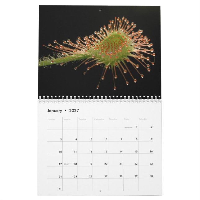 Mural Calendrier de plantes carnivores (Jan 2027)