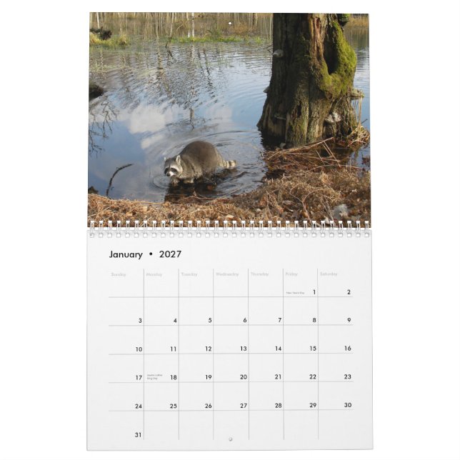 Mural Calendrier de ratons laveurs (Jan 2027)