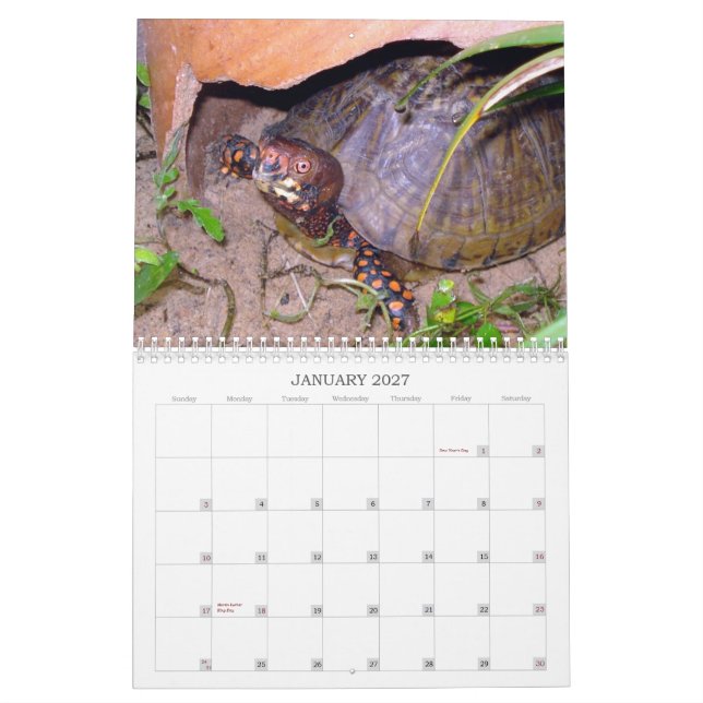 Mural Calendrier de tortue de boîte du Texas (Jan 2027)
