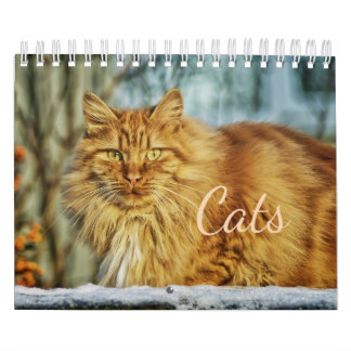 Mural Calendrier des chats