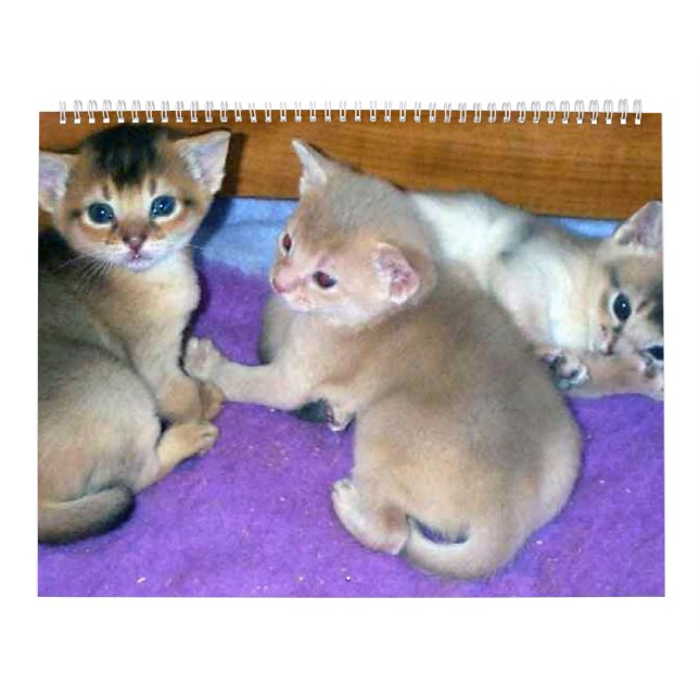 Mural Calendrier des chats Aby Kittens (Protection)