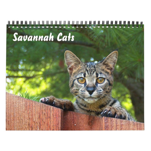 Mural Calendrier des chats Serval Savannah (Protection)