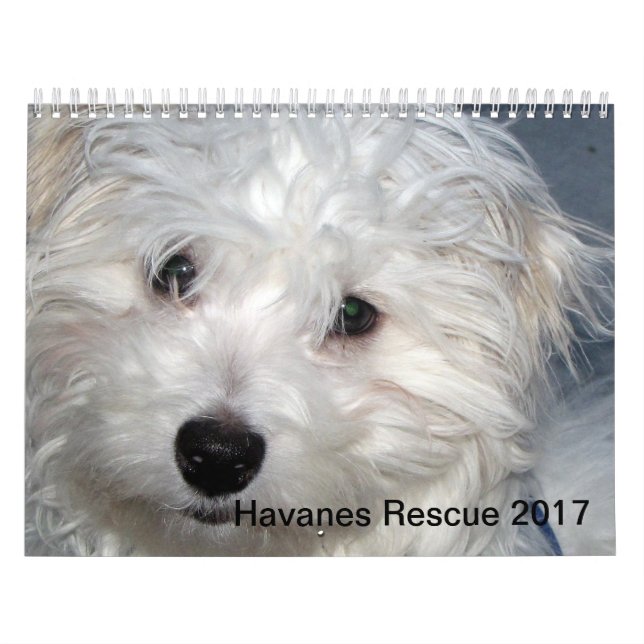 Mural Calendrier des chiots 2014 de Havanese de (Protection)