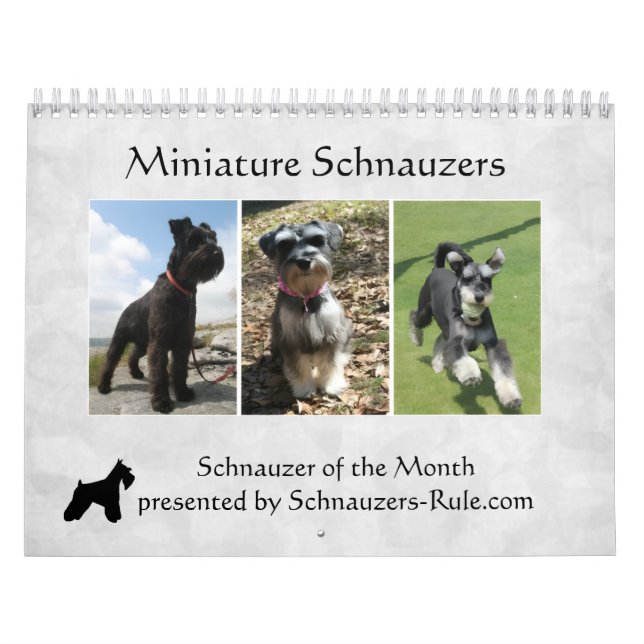 Mural Calendrier des Schnauzers nains (Protection)