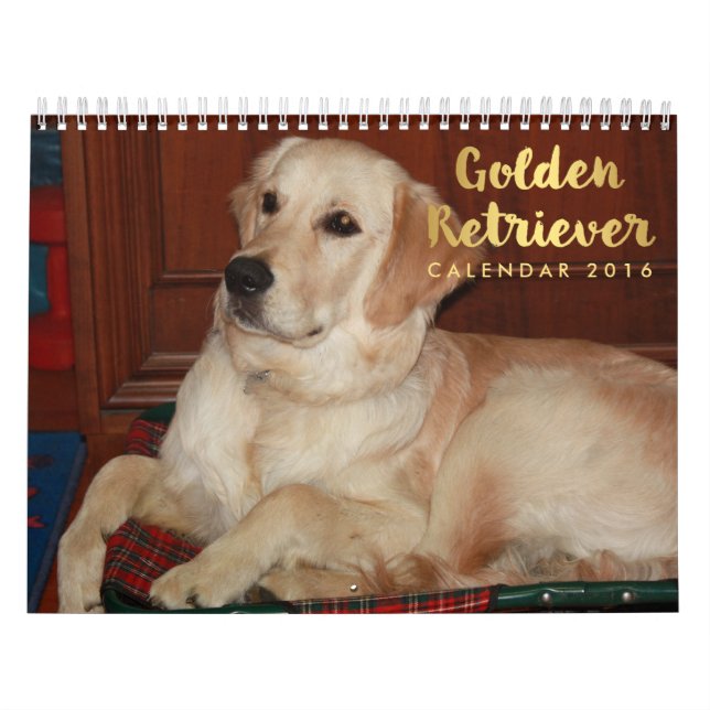 Mural Calendrier Golden Retriever 2016 (Protection)