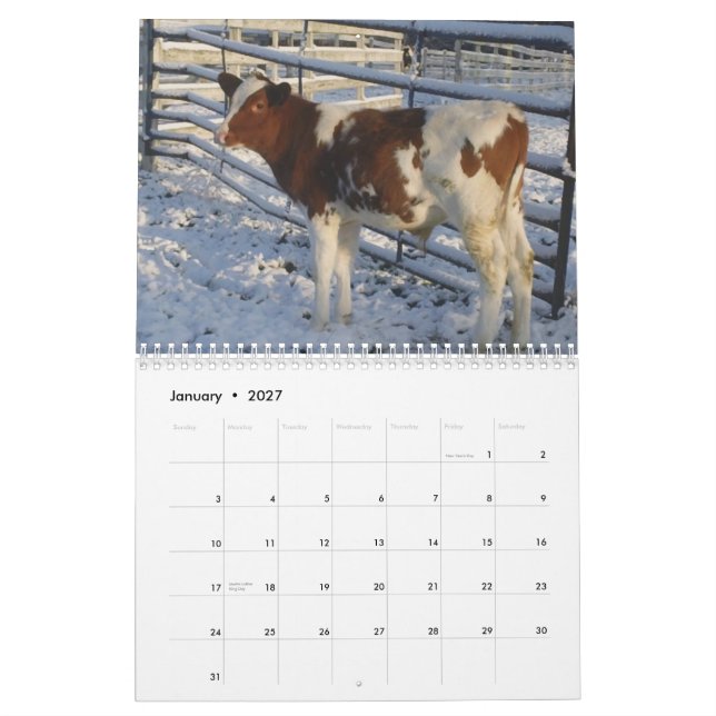 Mural Calendrier heureux de vache au ~ 2013 de vaches (Jan 2027)