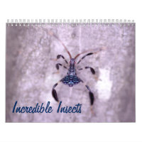 Calendrier incroyable d'insectes